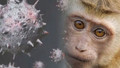 Maymun çiçeği virüsü dünyayı titretmeye devam ediyor! DSÖ toplandı, küresel acil durum ilanı...