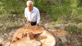 AKP'li vekilden Orman İşletmesi'ne ağaç tepkisi: Konunun kapatılmasına izin verilmemeli