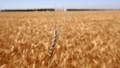 Ukrayna, Kenya'ya tahıl merkezi kuracak!