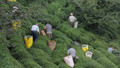 Tarım ve Orman Bakanlığı duyurdu: 2024 yılı yaş çay alım fiyatı belli oldu
