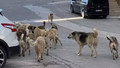 Sokak köpekleri tartışmasında yeni iddia! Kanun Meclis'e geliyor