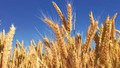 Hububat alım fiyatları belirlendi! İşte makarnalık buğday, ekmeklik buğday ve arpa fiyatları...