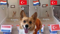 Kahin köpek Furry’e Türkiye-Hollanda maçı soruldu: İşte tahmini! Avusturya maçını bilmişti…