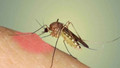 Uzmanı uyardı: Sivrisinek ısırığına sakın bu hatayı yapmayın! İkincil bakteriyel enfeksiyon sebebi
