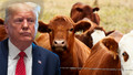 Donald Trump'tan ilginç ‘inek’ iddiası! ‘İnsanların yerini alabilir…’