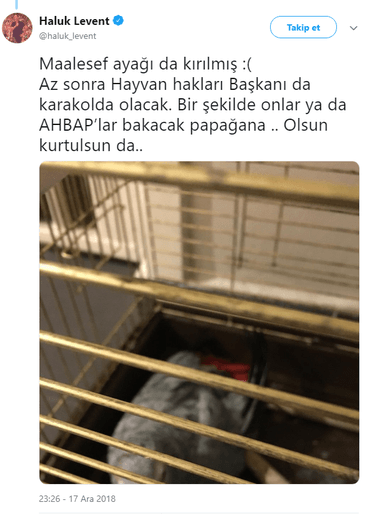 Haluk Levent, Murat Özdemir'in işkence yaptığı papağana sahip çıktı - Sayfa 4