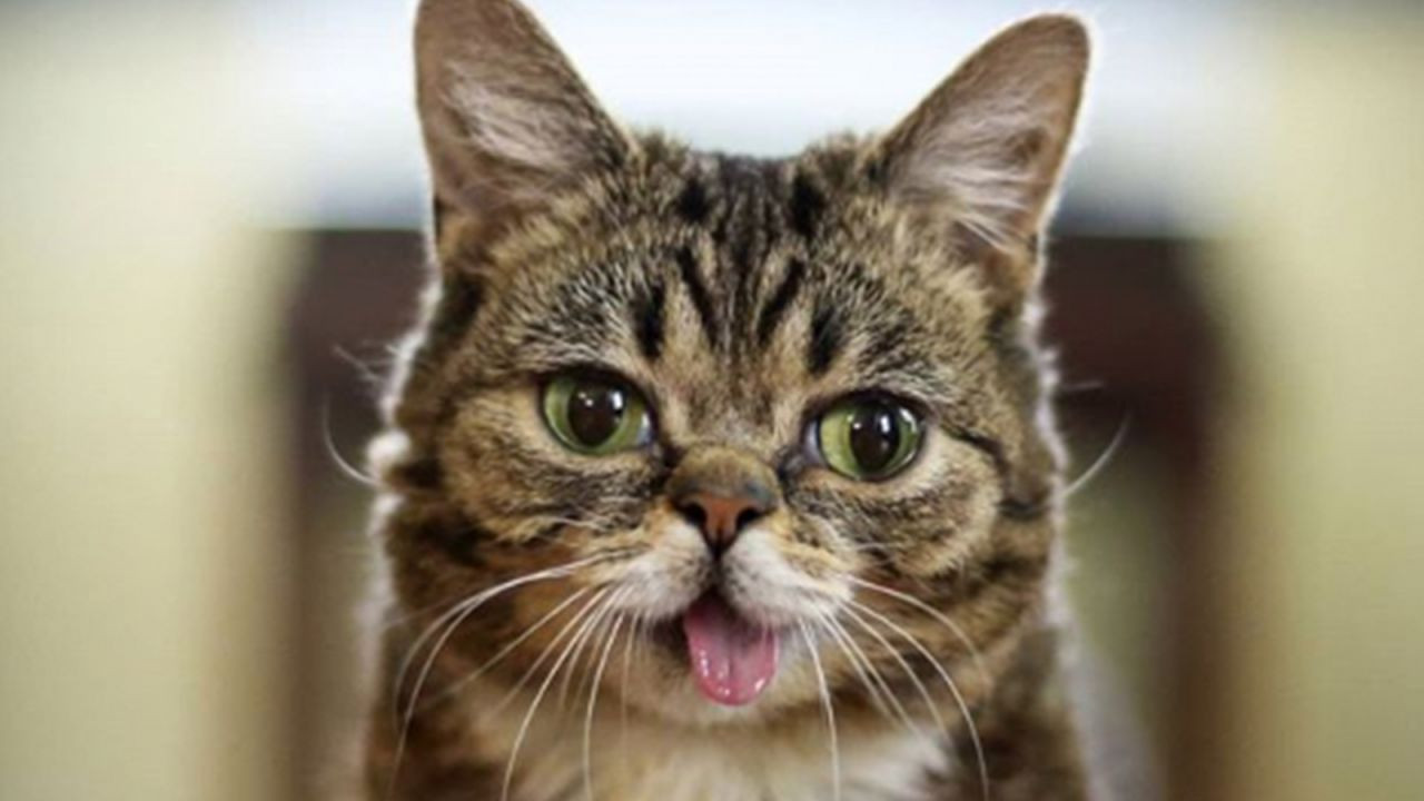 5 milyon takipçisi olan fenomen kedi Lil Bub hayatını kaybetti - Sayfa 1
