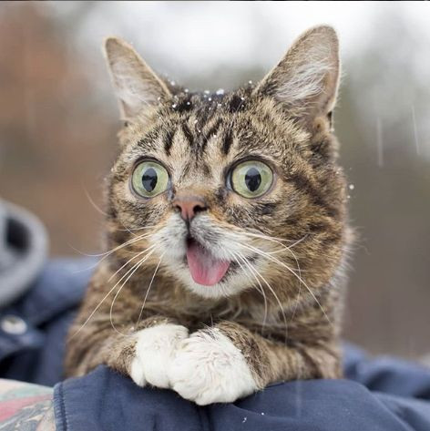 5 milyon takipçisi olan fenomen kedi Lil Bub hayatını kaybetti - Sayfa 3