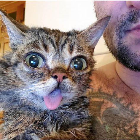 5 milyon takipçisi olan fenomen kedi Lil Bub hayatını kaybetti - Sayfa 4