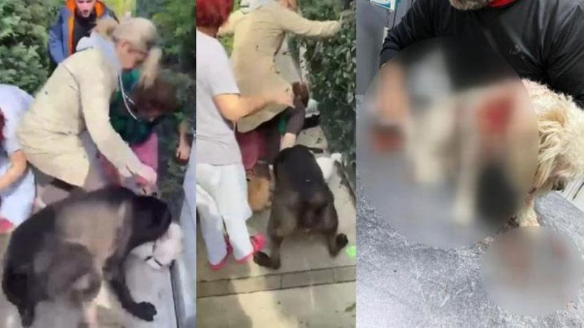 Dilan Polat'tan sonra köpeğiyle gündemde! Tasmasız gezdirdi felaketle sonuçlandı: Ailenin gözyaşları
